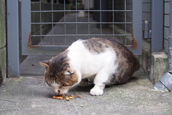 やっとこの場で食べます