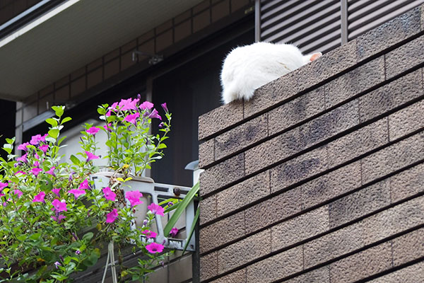 白猫さんのお背中