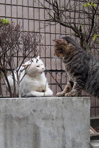 タビワンを煙たがる