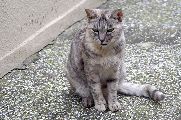 静観する銀