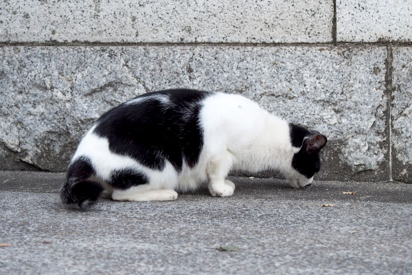 食べるのが早いムーン