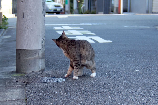 サンパー背中なめなめ