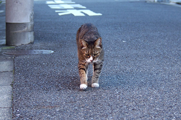 サンパー来る