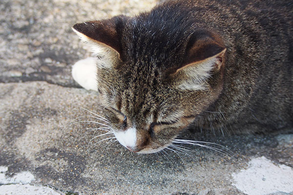 目の前にねそべる