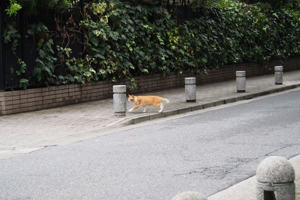 遠くに茶白君