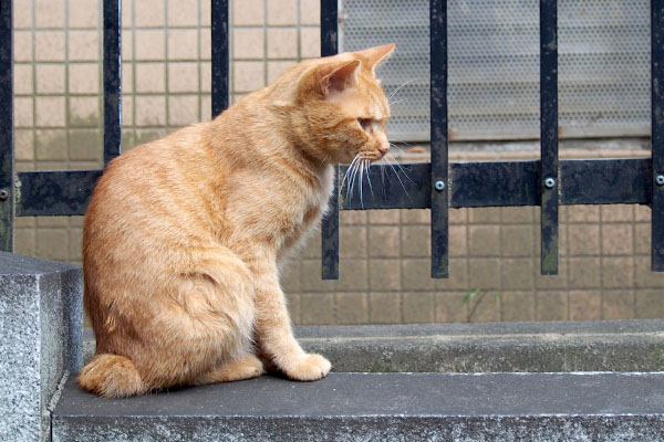 上から見てるナチャ