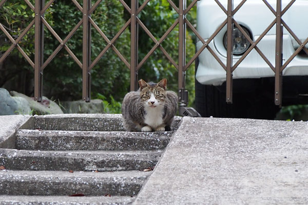 別宅階段の上カイ２