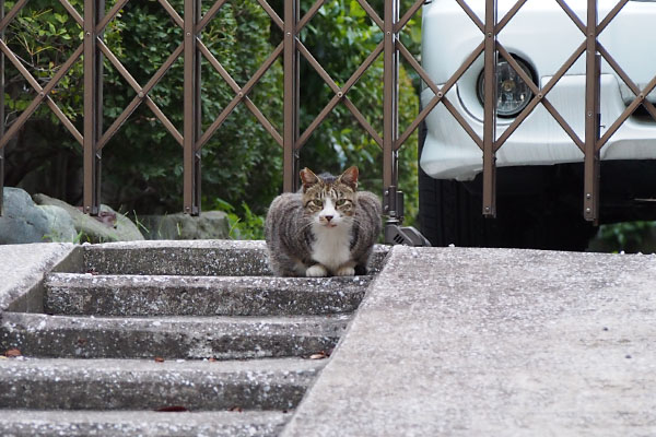 別宅の階段の上カイ