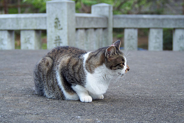 待ち猫雫