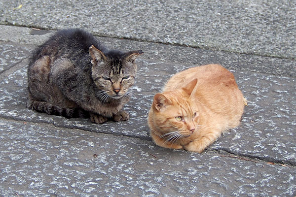 ツキとナチャ階段を見る