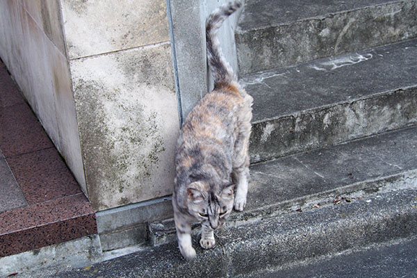 銀ちゃん階段下