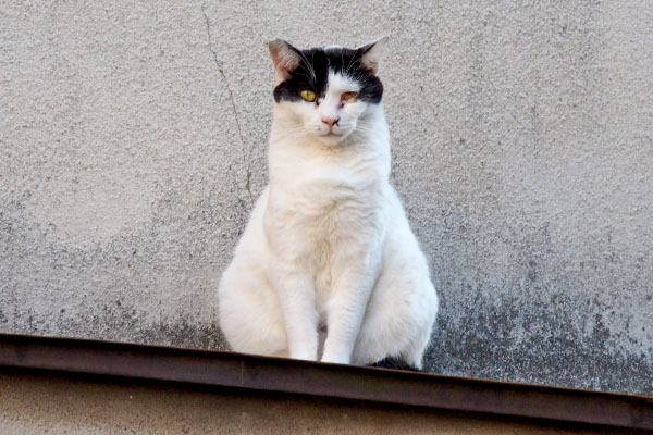 マトリョーショカボディ