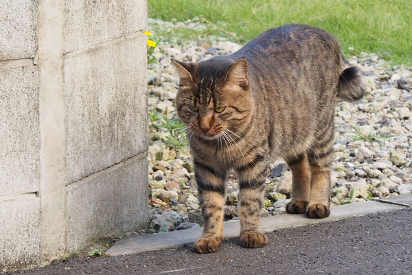 逃げてきたトッキー