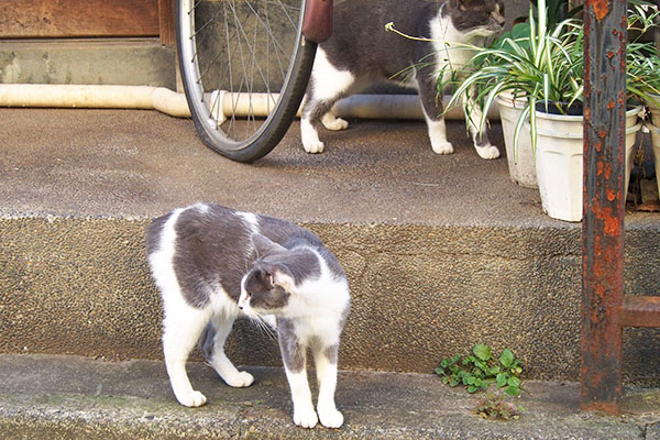 姉にゃんが近づくと離れるちび