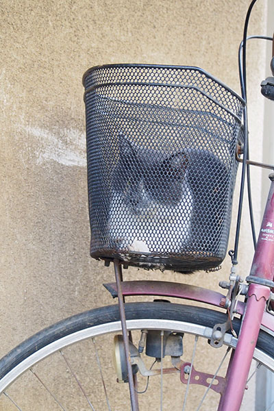 自転車のかごにちびにゃん