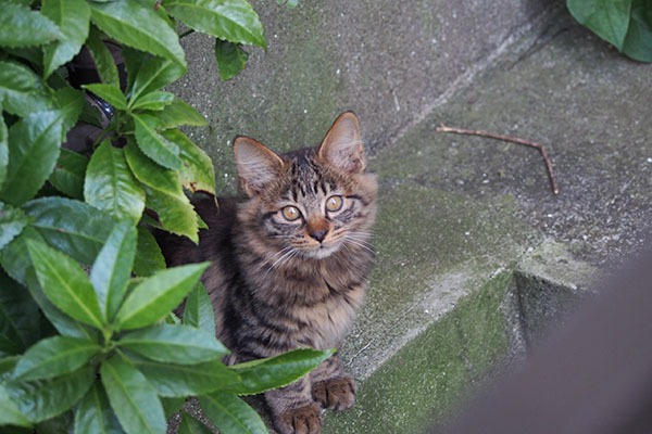 撮るヒトを見るマロン