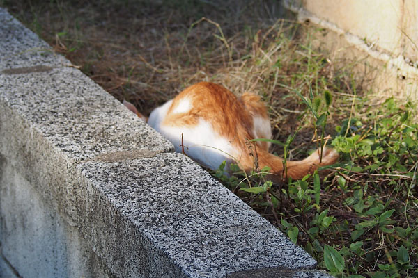 大丈夫か？茶白仔猫