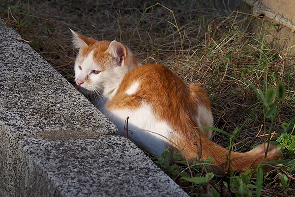 顔出した茶白仔猫