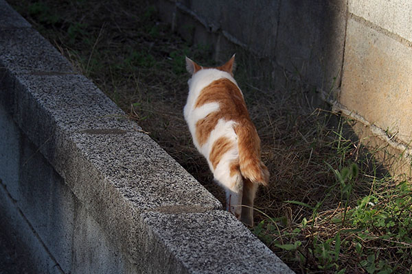 後ろ姿の茶白仔猫