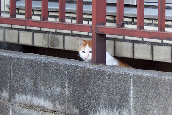 塀の向こうに茶白仔猫