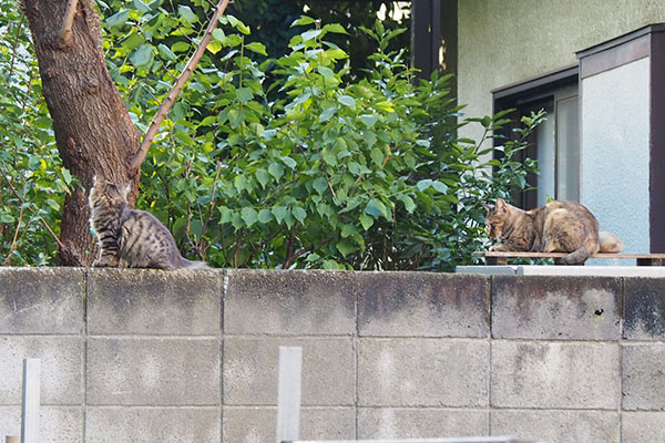 サキの前方に仔猫