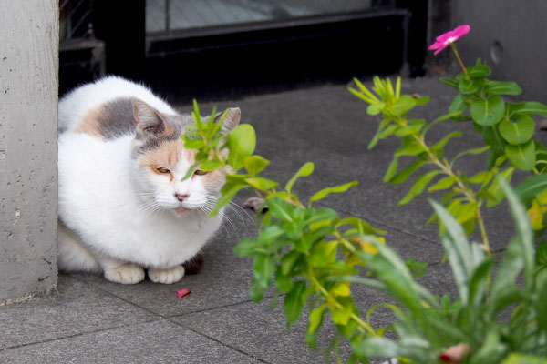 ミケ姐花びらと