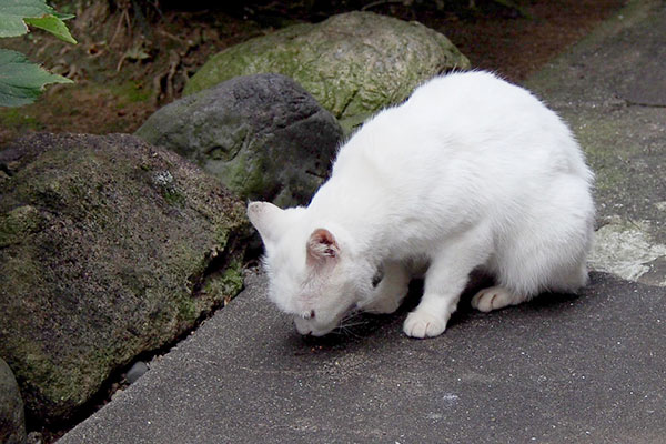 ハク食べる