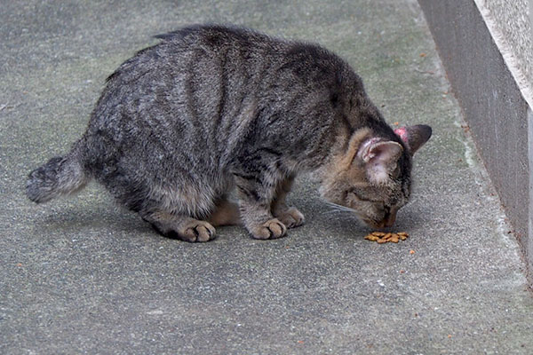 食べようとしているタビゾ