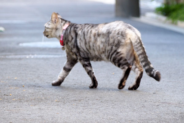 家の中へ消える5秒前