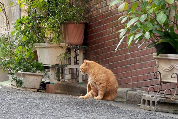 カキカキしているバル