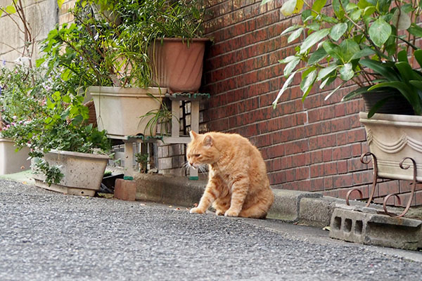 どっと疲れているバル