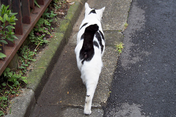 降りてきた坊キャットウォーク