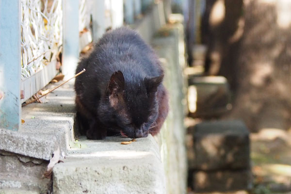 ナクゥ食べる