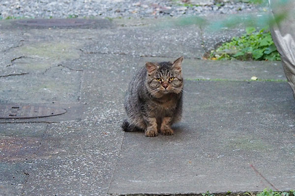 ちんまりタビゾちゃん