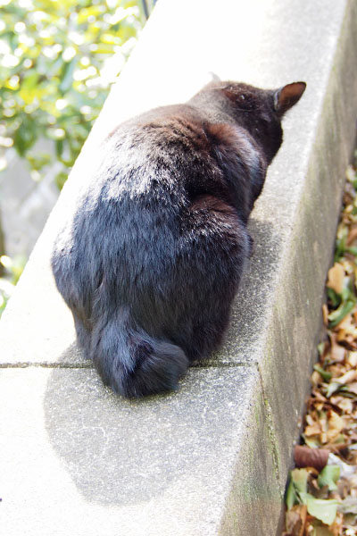 食べる背中