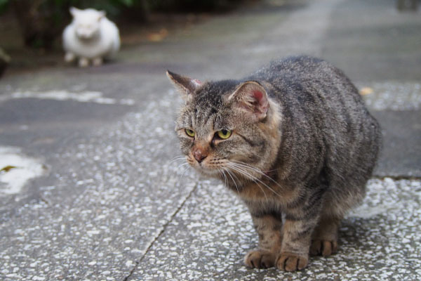 近くに来たタビゾちゃん