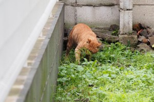 隠す茶トラボーイ2