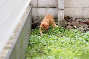 隠す茶トラボーイ