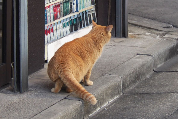 行き場を探すひま