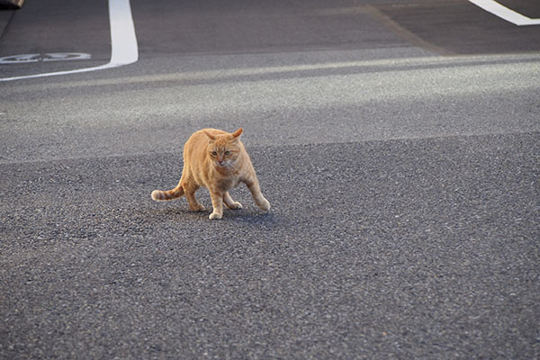 あたふたし過ぎのひま