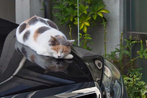 おとーたんの車の上で