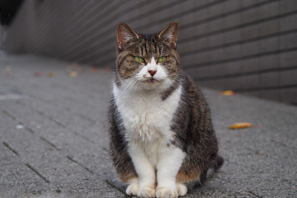 フォトジェニックマリィたん