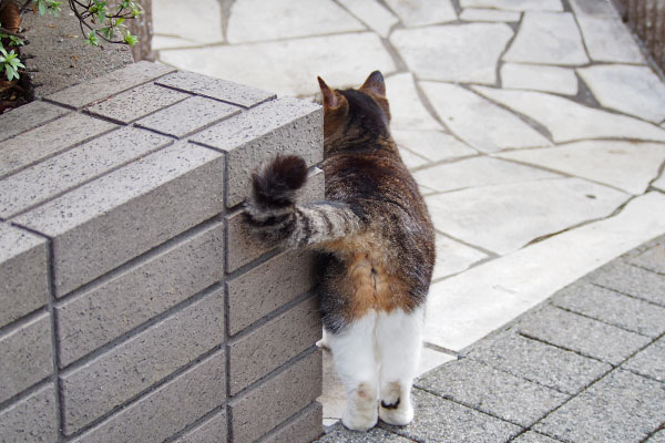 フォックスの居る場所