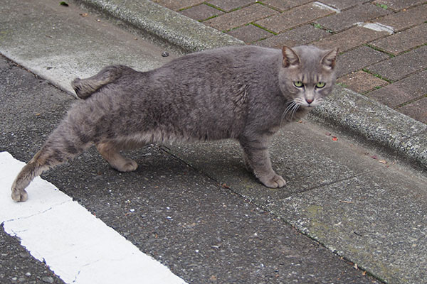 シピのおねだりポーズ