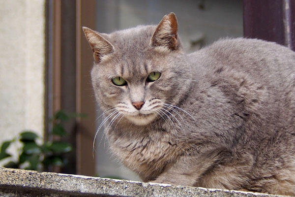 シピも寂しそう