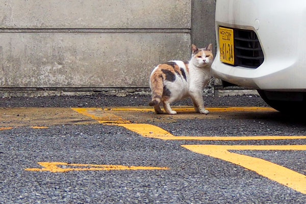 変な音に驚く姐さま