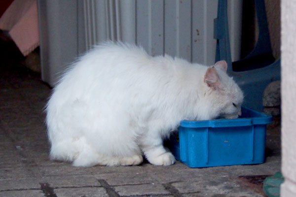 お水を飲むノル君