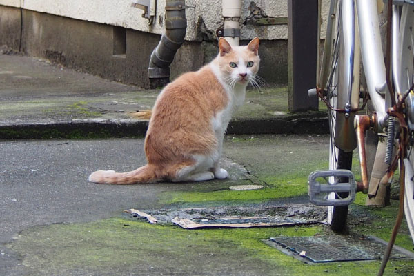 じっと見つめる