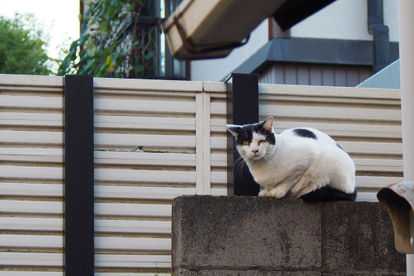 塀の上でお見送り