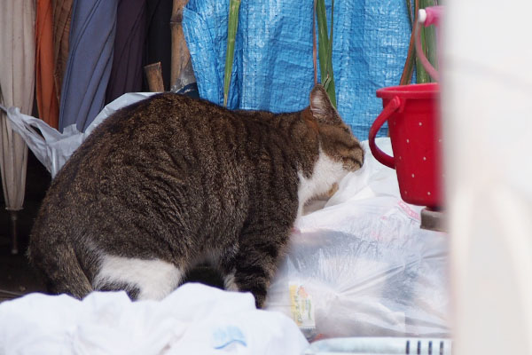 サーヤは何する猫ぞ